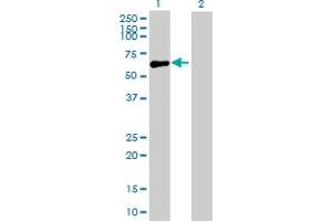 Western Blot analysis of GIT2 expression in transfected 293T cell line by GIT2 MaxPab polyclonal antibody.