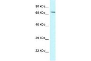MAN1A1 antibody  (AA 116-165)