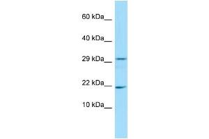 C3orf24 抗体  (N-Term)