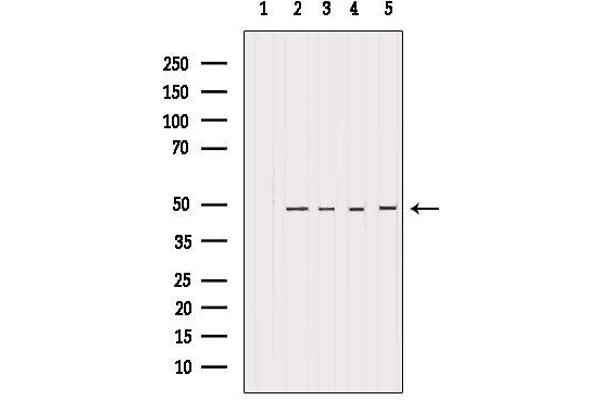 HDAC3 antibody  (C-Term)