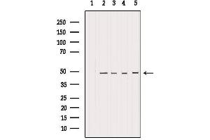 HDAC3 antibody  (C-Term)
