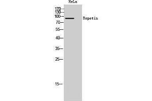 Image no. 1 for anti-Repetin (RPTN) (C-Term) antibody (ABIN3180856)