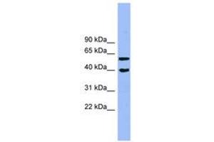 Allantoicase antibody  (AA 71-120)