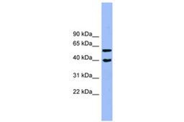 Allantoicase antibody  (AA 71-120)