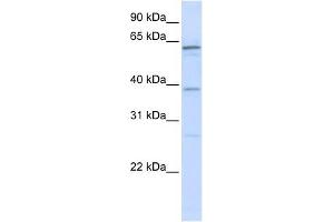 Image no. 1 for anti-RNA Binding Motif Protein 39 (RBM39) (N-Term) antibody (ABIN633227)