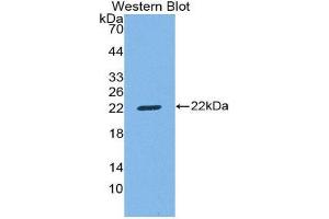 Image no. 1 for anti-CD8b Molecule (CD8B) (AA 22-175) antibody (ABIN1858319)