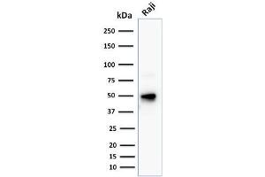 Image no. 1 for anti-B-cell antigen receptor complex-associated protein alpha chain (CD79A) (AA 202-216) antibody (ABIN6941266)