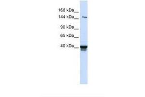 Image no. 1 for anti-Immunoglobulin Superfamily, Member 9 (IGSF9) (AA 74-123) antibody (ABIN6739256)