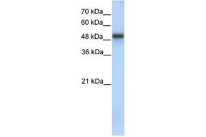 Image no. 1 for anti-Nucleobindin 1 (NUCB1) antibody (ABIN930883)