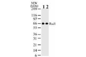Image no. 1 for anti-Cell Cycle Checkpoint Protein RAD1 (RAD1) (AA 133-148) antibody (ABIN6972566)