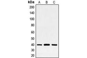 Image no. 2 for anti-FOS-Like Antigen 2 (FOSL2) (C-Term) antibody (ABIN2704801)