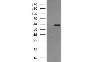 Image no. 4 for anti-Protein Disulfide Isomerase Family A, Member 3 (PDIA3) (AA 140-505) antibody (ABIN1490935)