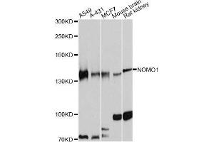 Image no. 1 for anti-NODAL Modulator 1 (NOMO1) antibody (ABIN6144710)