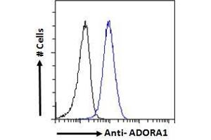 anti-Adenosine A1 Receptor (ADORA1) (C-Term) antibody