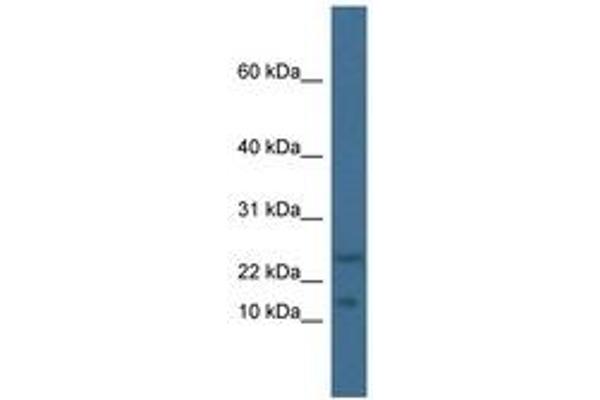 MAFK antibody  (N-Term)