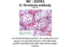 Image no. 2 for anti-Quiescin Q6 Sulfhydryl Oxidase 2 (QSOX2) (C-Term) antibody (ABIN1738668)
