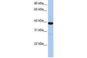 ZNF781 antibody used at 1.