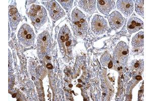IHC-P Image MUC2 antibody [C3], C-term detects MUC2 protein at secreted on mouse intestine by immunohistochemical analysis.