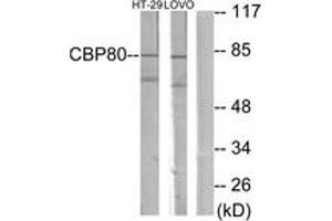 Image no. 1 for anti-Nuclear Cap Binding Protein Subunit 1, 80kDa (NCBP1) (AA 1-50) antibody (ABIN1533844)