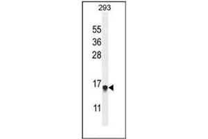 Image no. 2 for anti-Endosulfine alpha (ENSA) (AA 46-74), (Middle Region) antibody (ABIN950376)