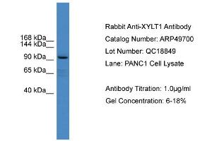 Image no. 2 for anti-Xylosyltransferase I (XYLT1) (Middle Region) antibody (ABIN2783856)