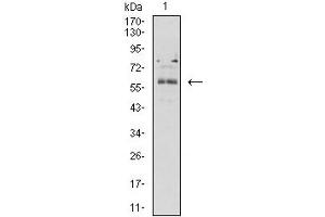 Image no. 1 for anti-butyrophilin, Subfamily 2, Member A2 (BTN2A2) (AA 57-237) antibody (ABIN5611321)