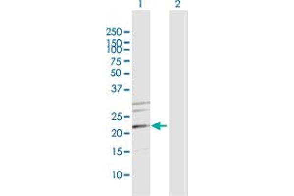 MRPS34 antibody  (AA 1-218)