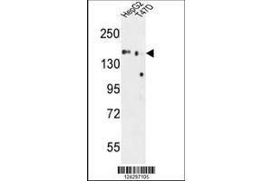 anti-Golgi Glycoprotein 1 (GLG1) (AA 1152-1179), (C-Term) antibody