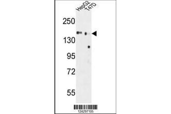 anti-Golgi Glycoprotein 1 (GLG1) (AA 1152-1179), (C-Term) antibody