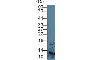 Image no. 1 for anti-S100 Calcium Binding Protein A8 (S100A8) (AA 1-93) antibody (ABIN6002545)