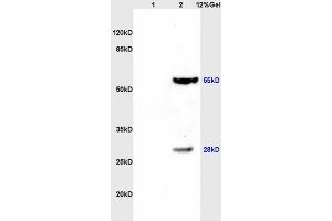 Image no. 4 for anti-Thioredoxin Reductase 1 (TXNRD1) (AA 440-490) antibody (ABIN1386102)