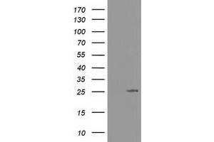 Image no. 1 for anti-Adenylate Kinase 3 (AK3) antibody (ABIN1496522)