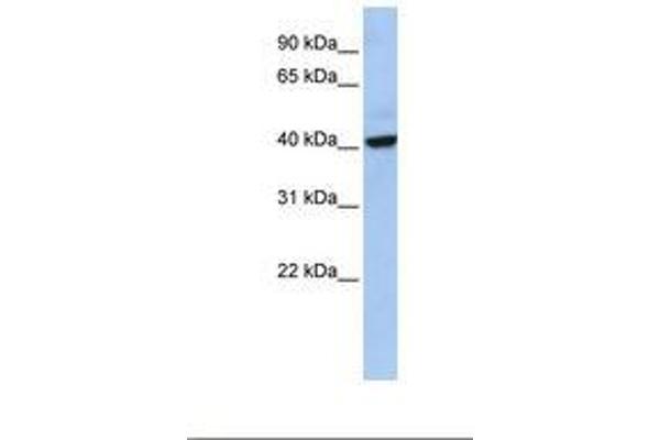 THAP5 抗体  (AA 203-252)