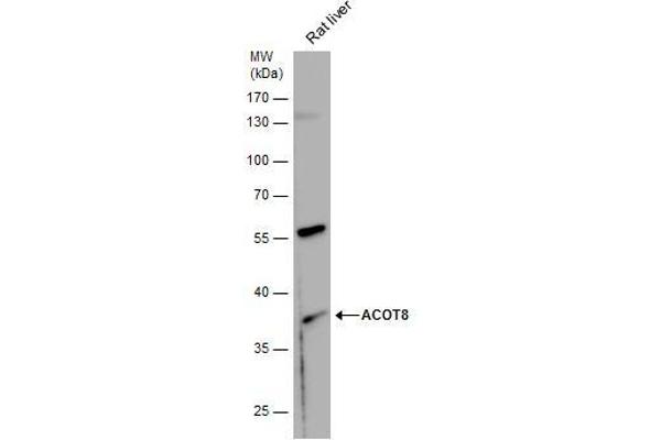 ACOT8 antibody  (Center)
