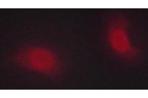 Image no. 3 for anti-Checkpoint Kinase 1 (CHEK1) (pSer286) antibody (ABIN6255167)
