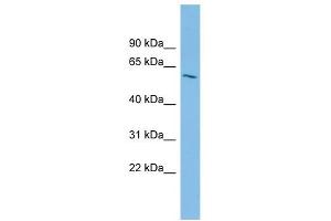 Image no. 1 for anti-Inositol 1,3,4,5,6-Pentakisphosphate 2-Kinase (IPPK) (Middle Region) antibody (ABIN632070)