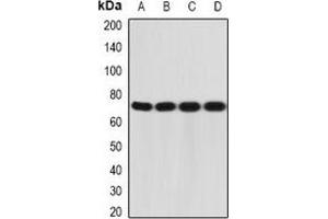 Image no. 3 for anti-Interleukin 12 Receptor beta 1 (IL12RB1) antibody (ABIN3197956)