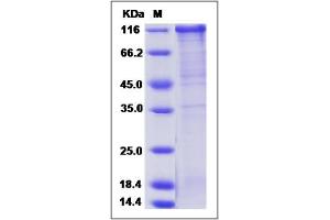 Image no. 1 for Follistatin-Like 5 (FSTL5) (AA 1-847) protein (Fc Tag) (ABIN2005685)