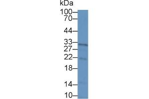 IL22RA2 antibody  (AA 31-223)