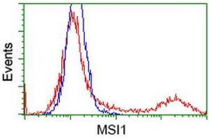 Image no. 1 for anti-Musashi Homolog 1 (Drosophila) (MSI1) antibody (ABIN2726589)