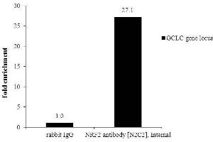 Image no. 5 for anti-Nuclear Factor (erythroid-Derived 2)-Like 2 (NFE2L2) (Internal Region) antibody (ABIN2855612)