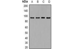 Image no. 2 for anti-Transforming Growth Factor, beta Receptor III (TGFBR3) (C-Term) antibody (ABIN3222993)