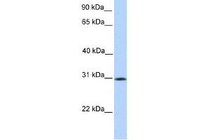 Image no. 1 for anti-Sialic Acid Binding Ig-Like Lectin 12 (SIGLEC12) (N-Term) antibody (ABIN634721)