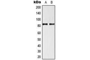 Image no. 2 for anti-TNF Receptor-Associated Factor 3 Interacting Protein 1 (TRAF3IP1) (Center) antibody (ABIN2707195)
