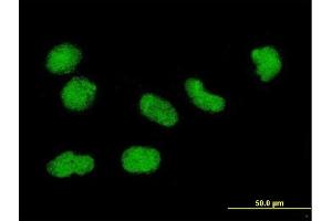 Image no. 3 for anti-H3 Histone, Family 3B (H3.3B) (H3F3B) (AA 1-136) antibody (ABIN561220)