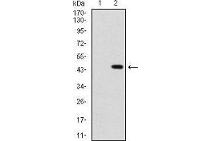 Image no. 3 for anti-Sonic Hedgehog (SHH) (AA 26-161) antibody (ABIN969567)