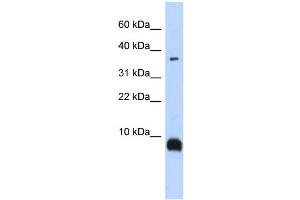 Image no. 1 for anti-Tachykinin 3 (TAC3) (Middle Region) antibody (ABIN2775380)