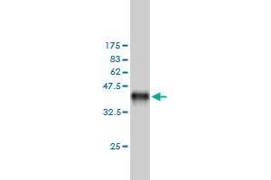 MAP4K5 antibody  (AA 361-470)