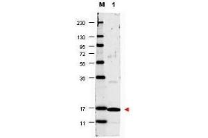 Image no. 1 for anti-Interleukin 17A (IL17A) antibody (ABIN964747)