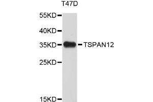 Image no. 1 for anti-Tetraspanin 12 (TSPAN12) antibody (ABIN1875966)